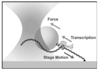 Figure 1. Optical tweezers are a tool of single-molecule biophysics which allow quantitative measurement of position with sub-nanometer resolution and, in dual-trap configurations, commensurate long-term stability. (From Neuman, Block [2])