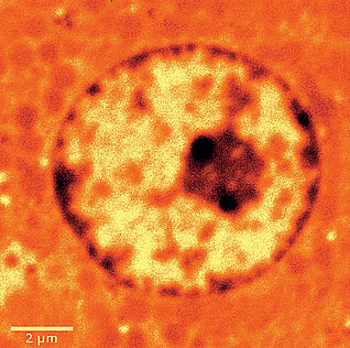 For high-resolution optical information, the microscope can be equipped with scanning near-field optical microscopy (SNOM): Shown here, the SNOM image of the nucleus of a rat liver cell (Image: WITec GmbH)